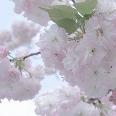 Furry绘画细节灵感福瑞群